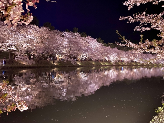 弘前桜祭り